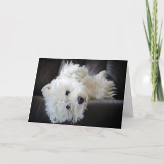 Rêveur la carte de voeux embêtante de westie