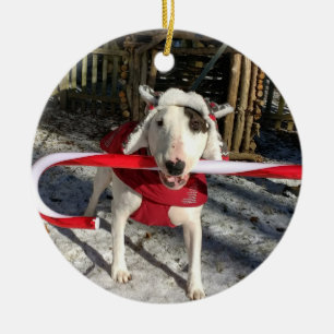 Rex La TV Terrier Ornement de Noël Sucre de canne