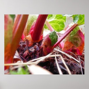 Rhabarber, der im Früjahr Garten keimt Poster