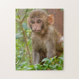 Rhesus-Affenbaby, Affentempel, Jaipur