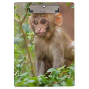Rhesus-Affenbaby, Affentempel, Jaipur Klemmbrett