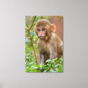 Rhesus-Affenbaby, Affentempel, Jaipur Leinwanddruck