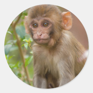 Rhesus-Affenbaby, Affentempel, Jaipur Runder Aufkleber