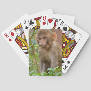 Rhesus-Affenbaby, Affentempel, Jaipur Spielkarten
