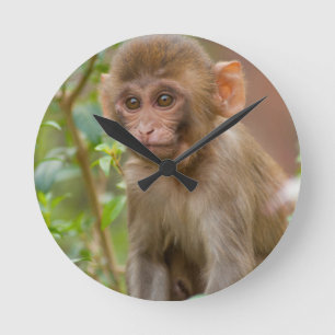 Rhesus-Affenbaby, Monkey Temple, Jaipur Runde Wanduhr
