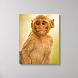 Rhesus Macaque Baby (Macaca Mulatta)   In Sariska Leinwanddruck