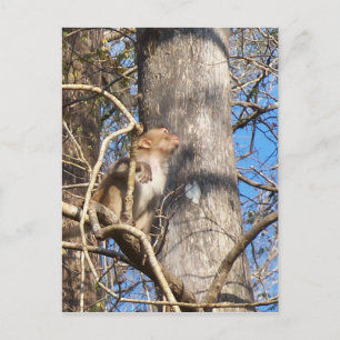 Rhesus-Makaken Postkarte