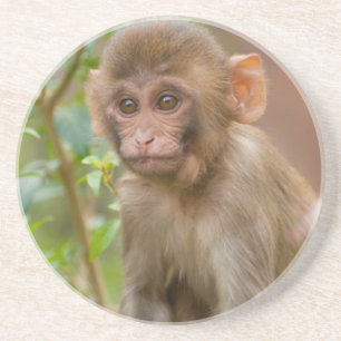 Rhesus Monkey Baby, Monkey Temple, Jaipur Getränkeuntersetzer
