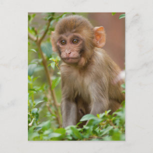 Rhesus Monkey Baby, Monkey Temple, Jaipur Postkarte