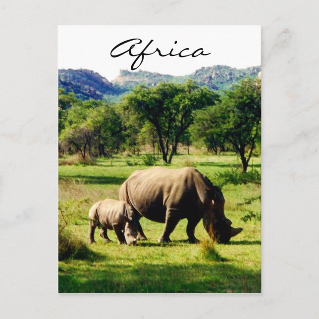Rhino africa postkarte (Vorderseite)
