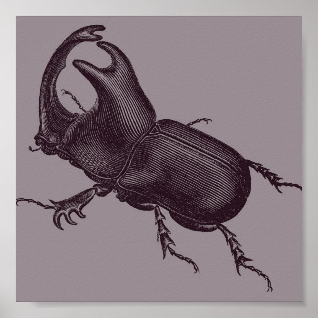 Rhino Beetle, Scarabeus Chorinaeus Poster (Vorne)