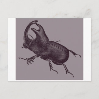 Rhino Beetle, Scarabeus Chorinaeus Postkarte