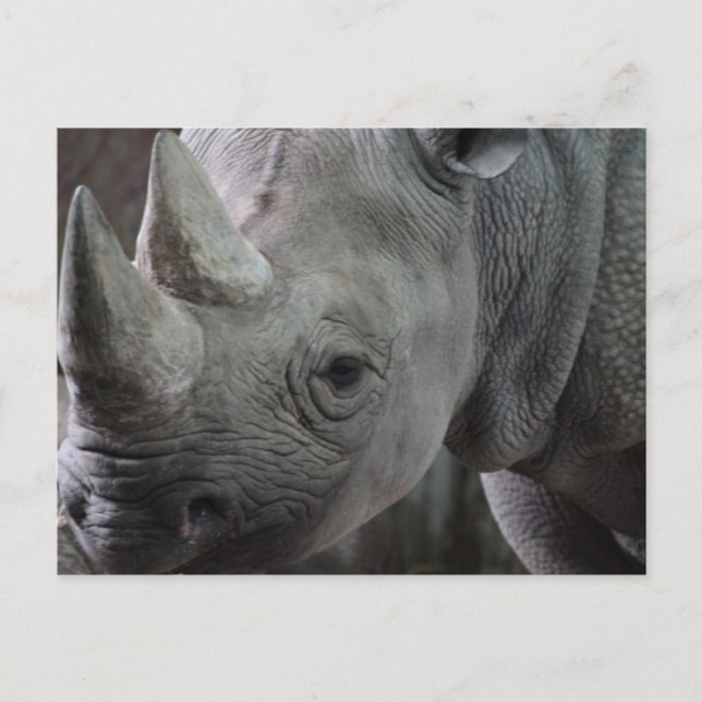 Rhino Facts Postcard Postkarte (Vorderseite)