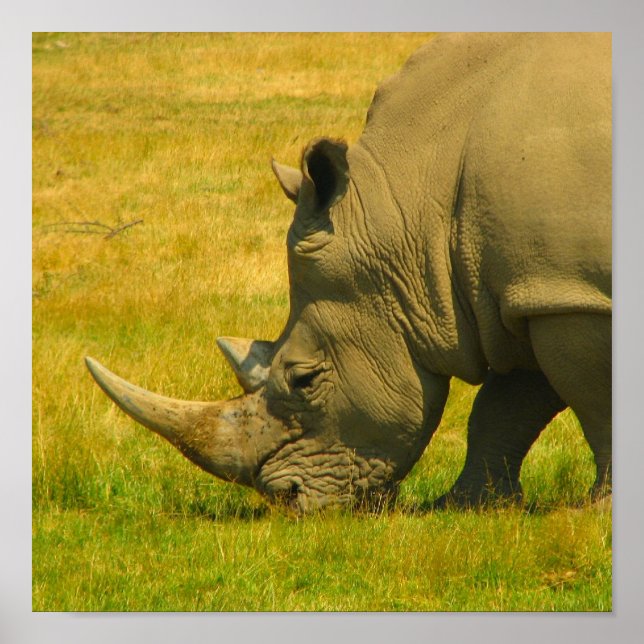 Rhino Foto Print Poster (Vorne)