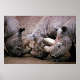 Rhino Group Poster