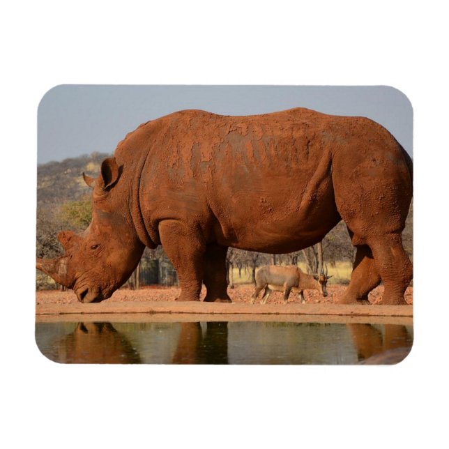 Rhino mit Schlamm auf dem Foto Magnet (Horizontal)
