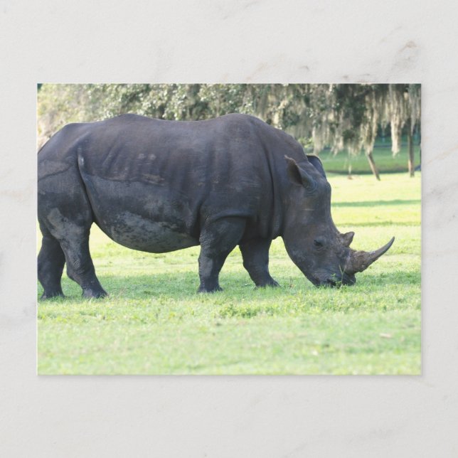 Rhino Postcard Postkarte (Vorderseite)