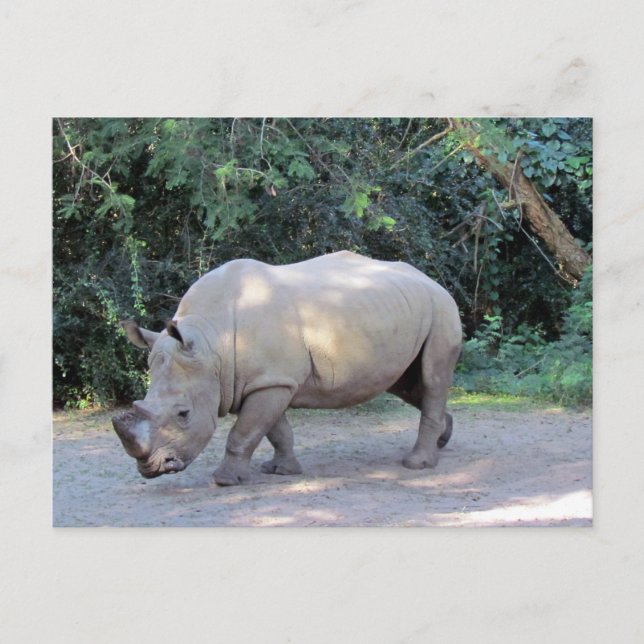 Rhino Postcard Postkarte (Vorderseite)