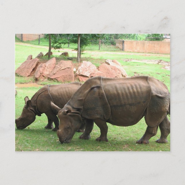 Rhino Postkarte (Vorderseite)