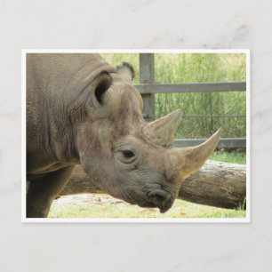 Rhino Postkarte