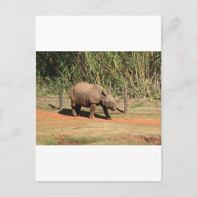 Rhino Postkarte (Vorderseite)