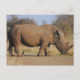 Rhino Postkarte