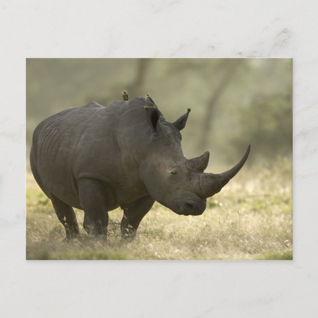 Rhino Postkarte (Vorderseite)