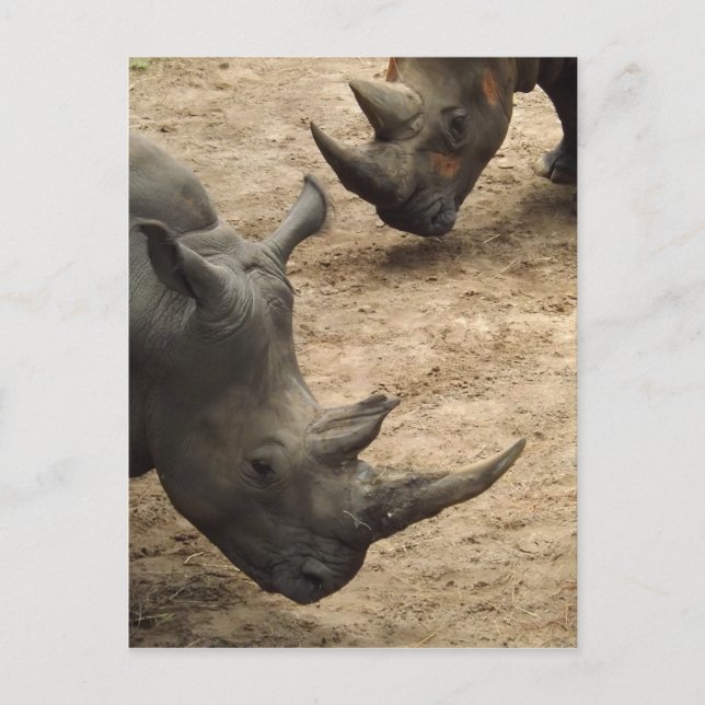 Rhino Postkarte (Vorderseite)