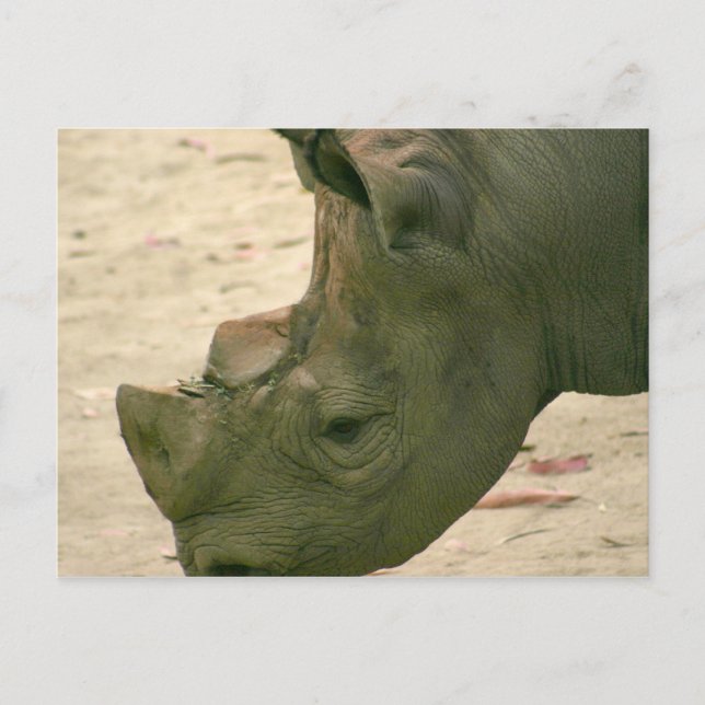 Rhino Postkarte (Vorderseite)