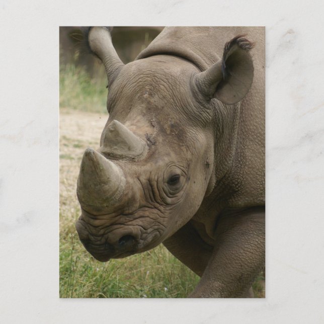 Rhino Postkarte (Vorderseite)