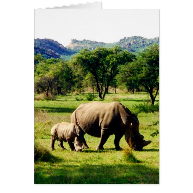 rhinocéros (Devant)