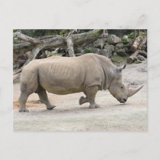 Rhinoceros auf der Strecke im Auckland Zoo Postkarte