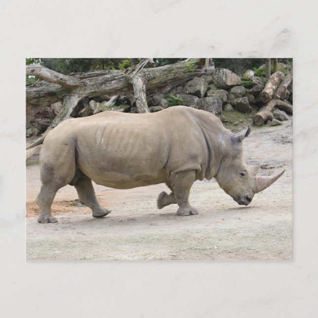 Rhinoceros auf der Strecke im Auckland Zoo Postkarte (Vorderseite)