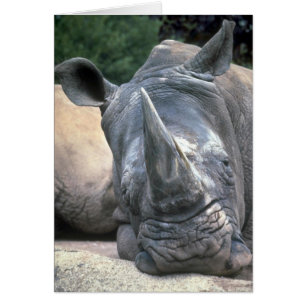 Rhinocéros blanc