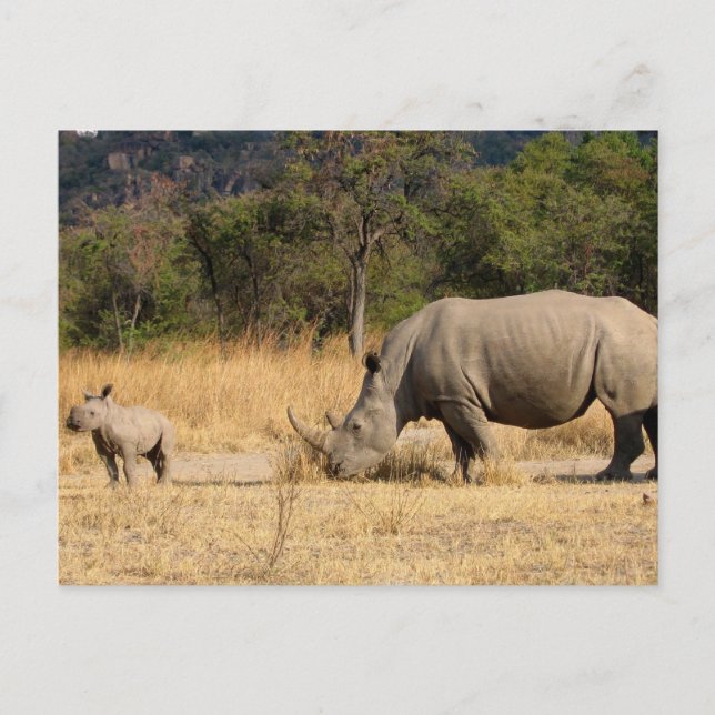 Rhinoceros Family Postcard Postkarte (Vorderseite)