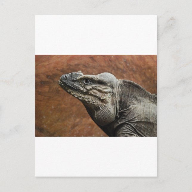 Rhinoceros Iguana Postkarte (Vorderseite)