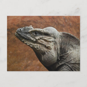 Rhinoceros Iguana Postkarte