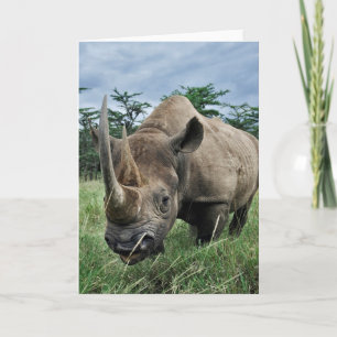 Rhinoceros  Kenia Karte