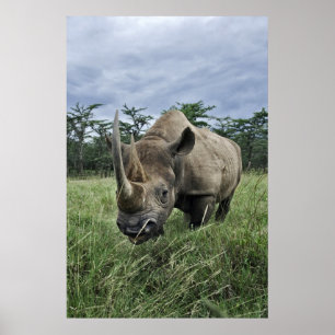 Rhinoceros   Kenia Poster