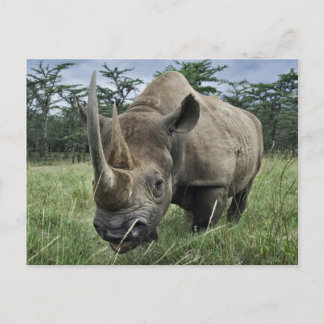 Rhinoceros | Kenia Postkarte
