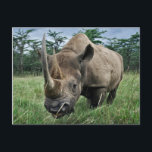Rhinoceros | Kenia Postkarte<br><div class="desc">Schwarze Rhinozeros,  Diceros bicornis,  Kenia | Adam Jones / DanitaDelimont | AF21 AJE0220</div>