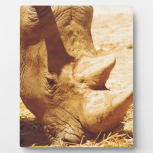 Rhinoceros-Liebe Fotoplatte