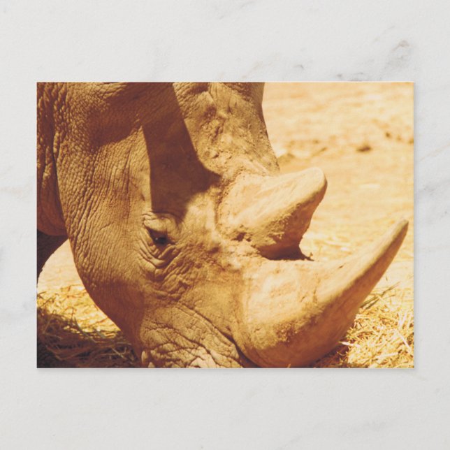 Rhinoceros-Liebe Postkarte (Vorderseite)