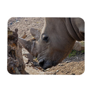 Rhinoceros Magnet