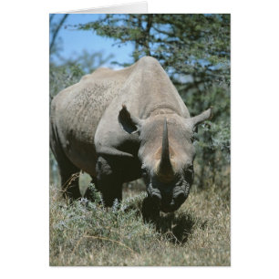Rhinocéros majestueux