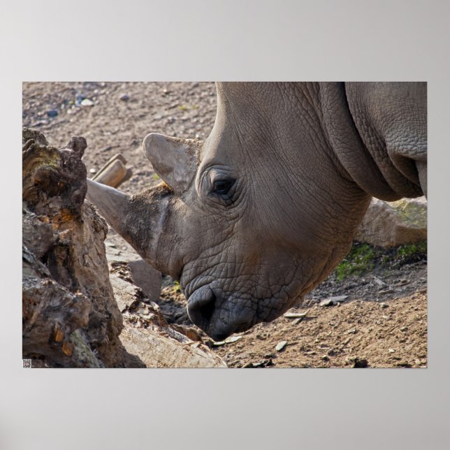 Rhinoceros Poster (Vorne)