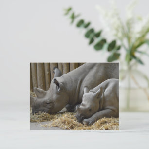 Rhinoceros   postkarte