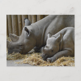 Rhinoceros postkarte