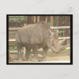 Rhinoceros Postkarte