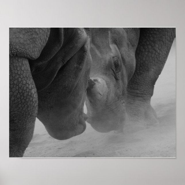 Rhinoceros Settling Poster (Vorne)